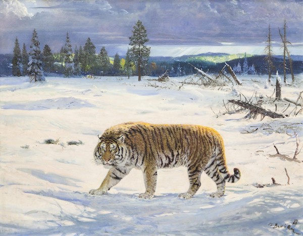 Zdeněk Burian: Tygr ussurijský, 1966