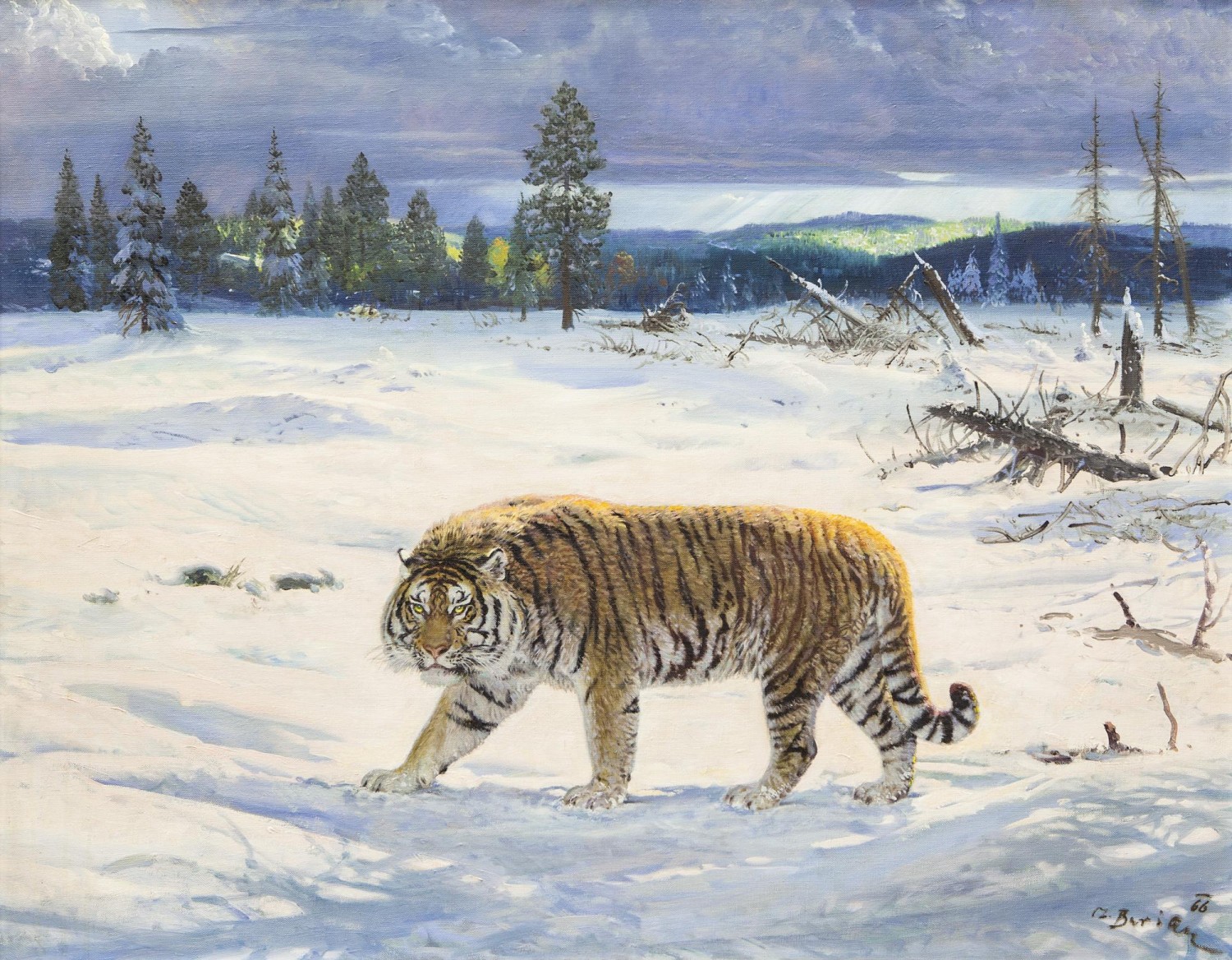 Zdeněk Burian: Tygr ussurijský, 1966, olej na plátně, 74,5 x 94,5 cm,  European Arts 24. 9. 2017, cena: 3 100 000 Kč