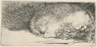 Rembrandt: Spící štěně 